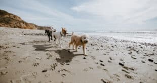 Mojácar Goes to the Dogs—in the Best Way! - CSN News