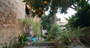 Migas, oranges, and culture. Celebrating Andalucia in Antas - CSN News