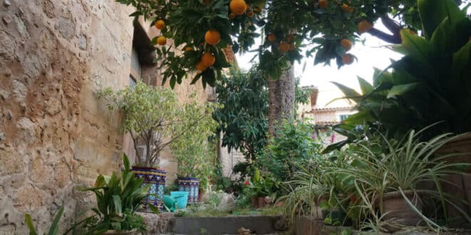 Migas, oranges, and culture. Celebrating Andalucia in Antas - CSN News