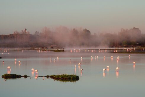 Crisis at Doñana: Aquatic bird populations at vital Andalucia wetlands reach 50-year low - CSN News