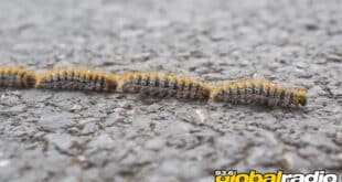 Dangerous Costa Del Sol Caterpillar Warning - CSN News