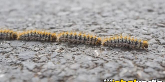 Dangerous Costa Del Sol Caterpillar Warning - CSN News