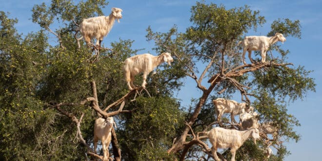 Fire-fighting goat squad! Malaga unleashes fire-fighting goats - Costa News Spain