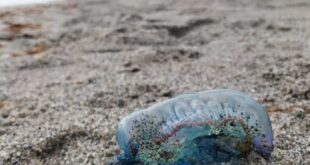 Deadly Portuguese Men O’War wash up on Spanish beaches near Gibraltar - CSN News