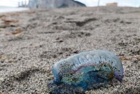 Deadly Portuguese Men O’War wash up on Spanish beaches near Gibraltar - CSN News