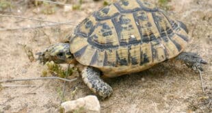 Sierra’s slowpokes - CSN News