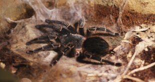 Mid-air emergency in Spain: Iberia pilot with a spider allergy is bitten by a tarantula - CSN