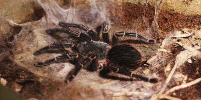 Mid-air emergency in Spain: Iberia pilot with a spider allergy is bitten by a tarantula - CSN