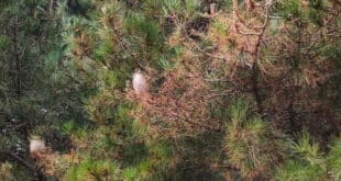 Processionary caterpillar season in Malaga - Costa News Spain