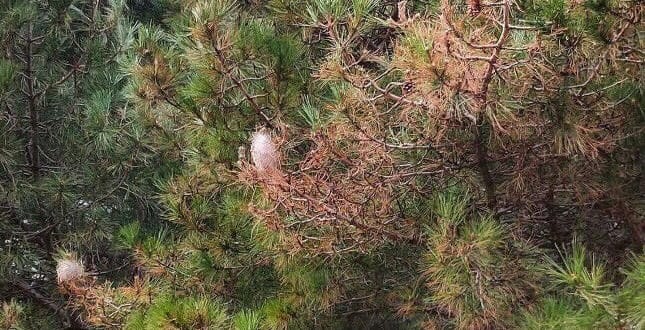 Processionary caterpillar season in Malaga - Costa News Spain