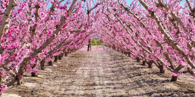 Blooming Murcia: A colourful start to the season - CSN News