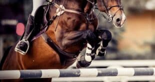 Cloned equestrian champions from Marbella - Costa News Spain