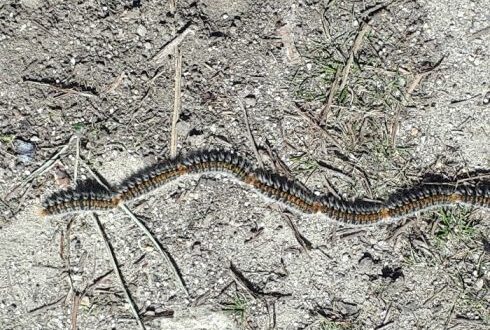 Warning for dog walkers in Marbella after sighting of deadly processionary caterpillars - CSN News