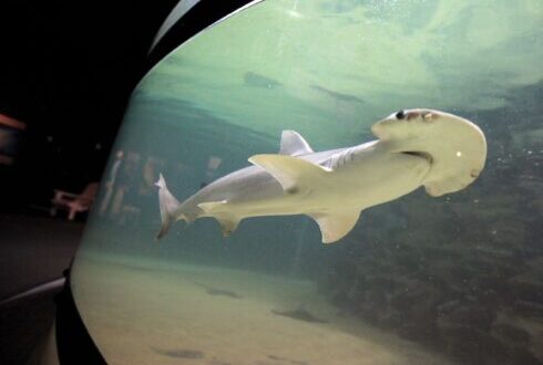 Club shut down in Madrid after police discover drug den and exotic shark