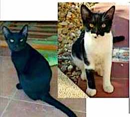 ROSIE & MAISIE black cats