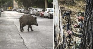 PACMA speaks out against boar culls by archery - Costa News Spain
