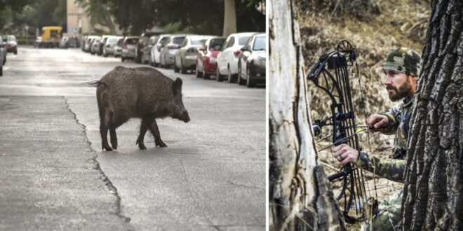 PACMA speaks out against boar culls by archery - Costa News Spain