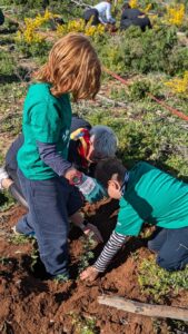 A mountain of hope: 100 volunteers plant to revive Mijas' forests. .