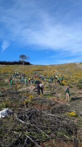 A mountain of hope: 100 volunteers plant to revive Mijas' forests. .