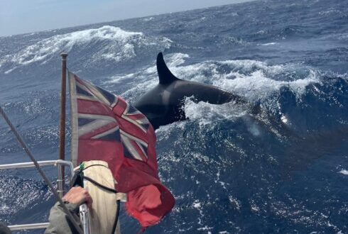 EXCLUSIVE: Yachtie warns ‘I kill an orca with a tear in my eye’ if dangerous ‘interactions’ in the Strait of Gibraltar are not tackled this summer - CSN News