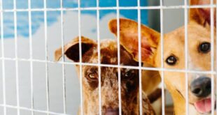 ACE Dog Shelter Spring Charity Dinner