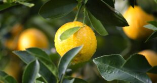 Revealed: How Donald Trump's EU tariffs threaten Andalucia's vital industries - CSN