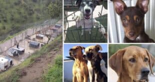 Alora Animal rescue  – Carratraca – urgent plea for help. - Costa News Spain