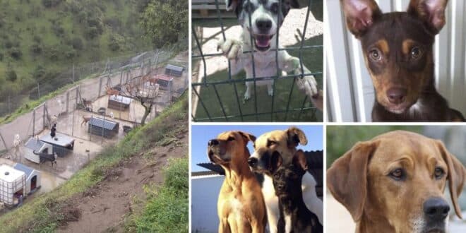 Alora Animal rescue  – Carratraca – urgent plea for help. - Costa News Spain