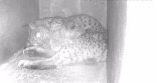 Spain's first Iberian lynx of the season born at breeding centre in Cáceres - CSN News