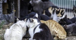 Torremolinos doubles-down to control feral cat population - Costa News Spain