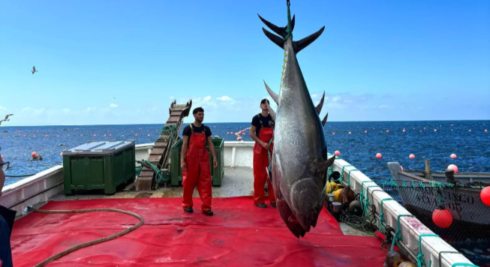 Spain’s famous Almadraba tuna fishing season kicks off in Cadiz this week - CSN News