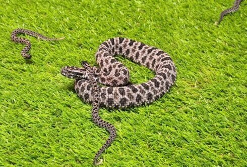Six rattlesnakes that could save human lives are born at Benidorm nature park - CSN News