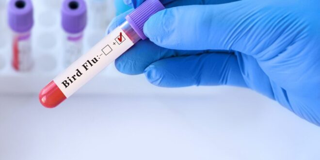 Bird flu fears grow as experts sound alarm over pandemic risk - CSN News