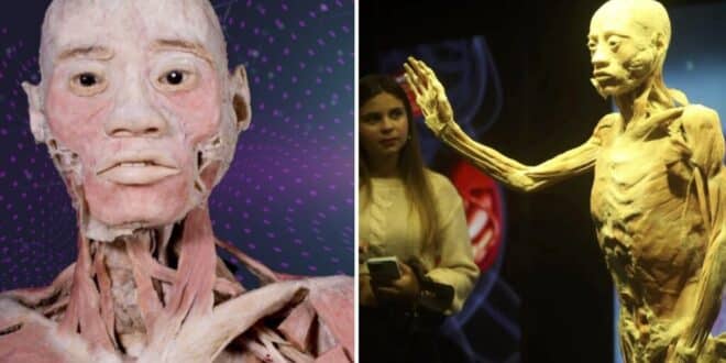 Bodies – shocks and educates