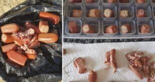 Cruel trap left for cats in Estepona