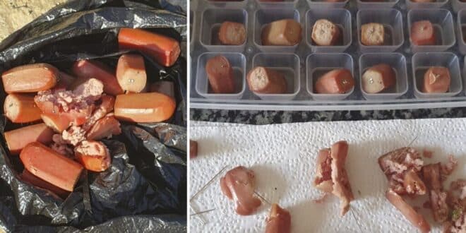 Cruel trap left for cats in Estepona