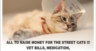 Charity Easter Market - CSN News