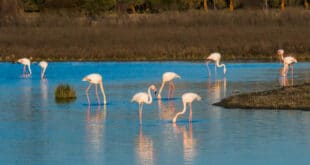 Flamingoes return to Malaga province