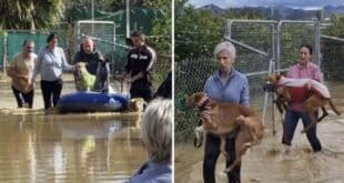 It’s a dog’s life – looking to move home