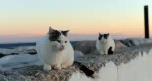 Marbella goes high-tech to track cat feeders