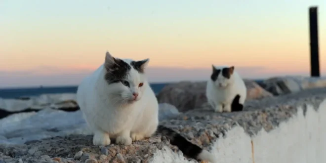 Marbella goes high-tech to track cat feeders