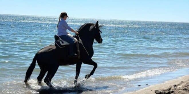 Mijas becomes a horse lover’s paradise for a day