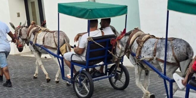 New rules for Mijas donkey taxis