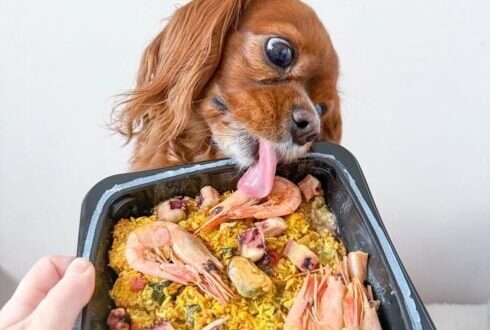 Paw-ella perfection! Brits are now pampering their dogs with Spain’s finest gourmet squid and prawn paella - CSN News