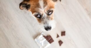 Deadly treats: 5 foods that could kill your dog