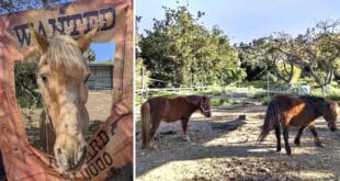 ARCH Spring festival