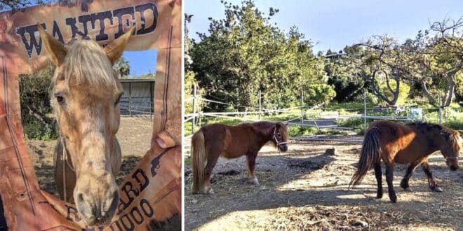 ARCH Spring festival