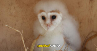 First Barn Own Born In Torremolinos Breeding Programme - CSN News