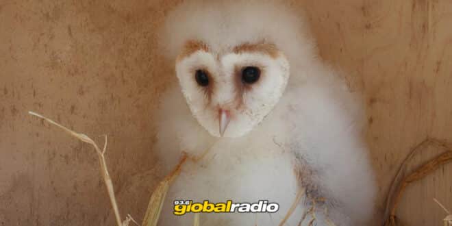 First Barn Own Born In Torremolinos Breeding Programme - CSN News