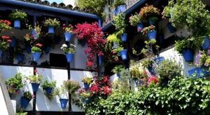 Cordoba’s patio festival, biggest flower show of Andalucia